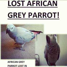 Lost African Grey