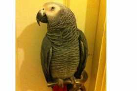 Lost African Grey