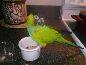 Lost Conure