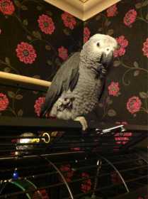 Lost African Grey