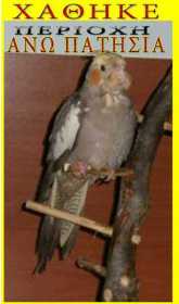 Lost Cockatiel