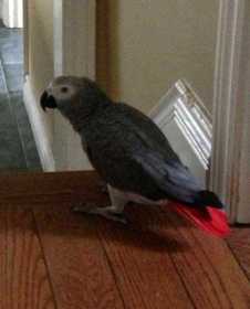 Lost African Grey