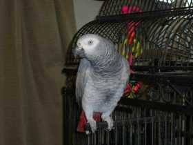 Lost African Grey