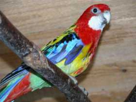 Lost Rosella