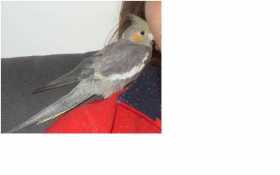 Lost Cockatiel