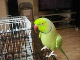 Lost Indian Ringneck Parakeet