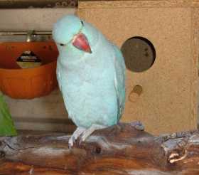 Lost Indian Ringneck Parakeet