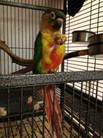 Lost Conure