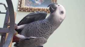 Lost African Grey