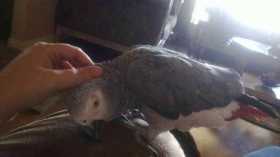 Lost African Grey