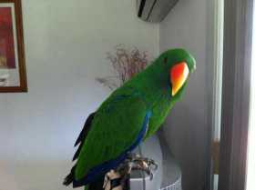 Lost Eclectus