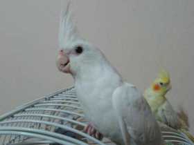 Lost Cockatiel