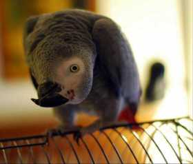 Lost African Grey