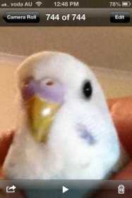 Lost Budgerigar