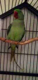 Lost Alexandrine