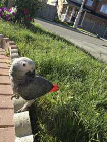 Lost African Grey