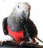 Lost African Grey