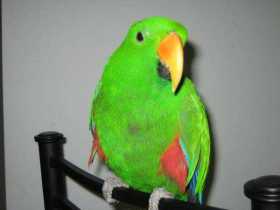 Lost Eclectus