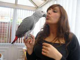 Lost African Grey