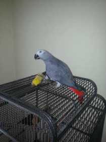 Lost African Grey