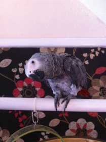 Lost African Grey