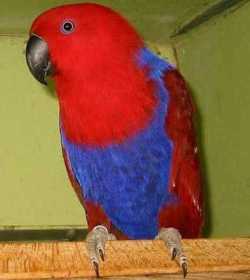 Lost Eclectus