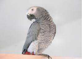 Lost African Grey