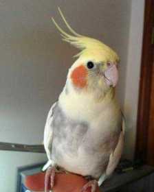 Lost Cockatiel