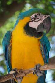 Lost Macaw