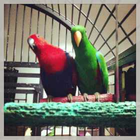 Lost Eclectus