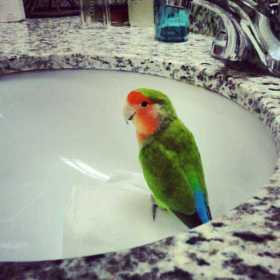 Lost Lovebird