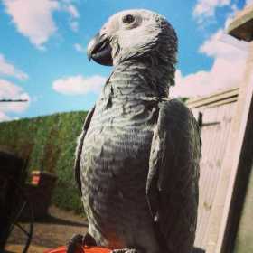 Lost African Grey