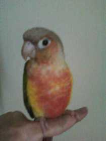 Lost Conure