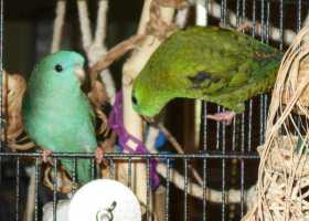 Lost Lineolated Parakeet