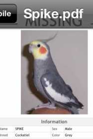 Lost Cockatiel