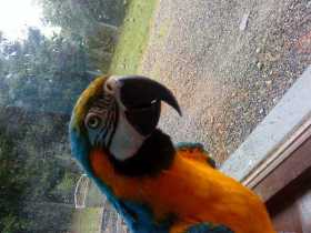 Lost Macaw