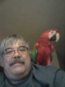 Lost Macaw