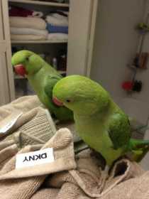 Lost Indian Ringneck Parakeet