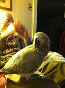 Lost African Grey