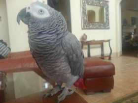 Lost African Grey