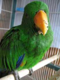 Lost Eclectus