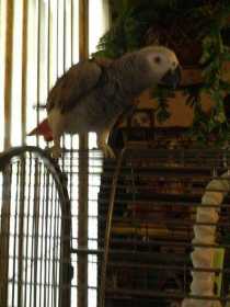 Lost African Grey