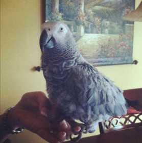 Lost African Grey