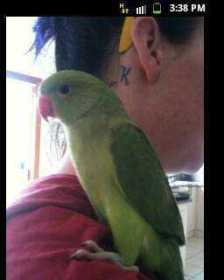 Lost Indian Ringneck Parakeet