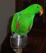 Lost Eclectus