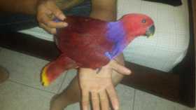 Lost Eclectus