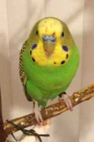 Lost Budgerigar