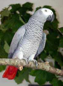 Lost African Grey