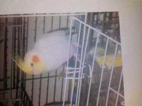 Lost Cockatiel