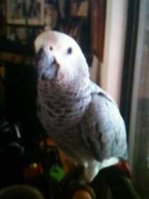 Lost African Grey